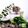 Solar Energy: Eucalyptus and Pyrite Soy Candle